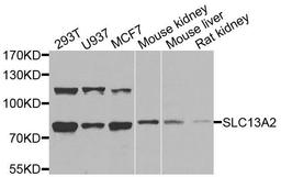 Western blot analysis of extracts of various cells using SLC13A2 antibody