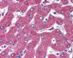 Immunohistochemistry staining of MARCH4 in liver tissue using MARCH4 Antibody.