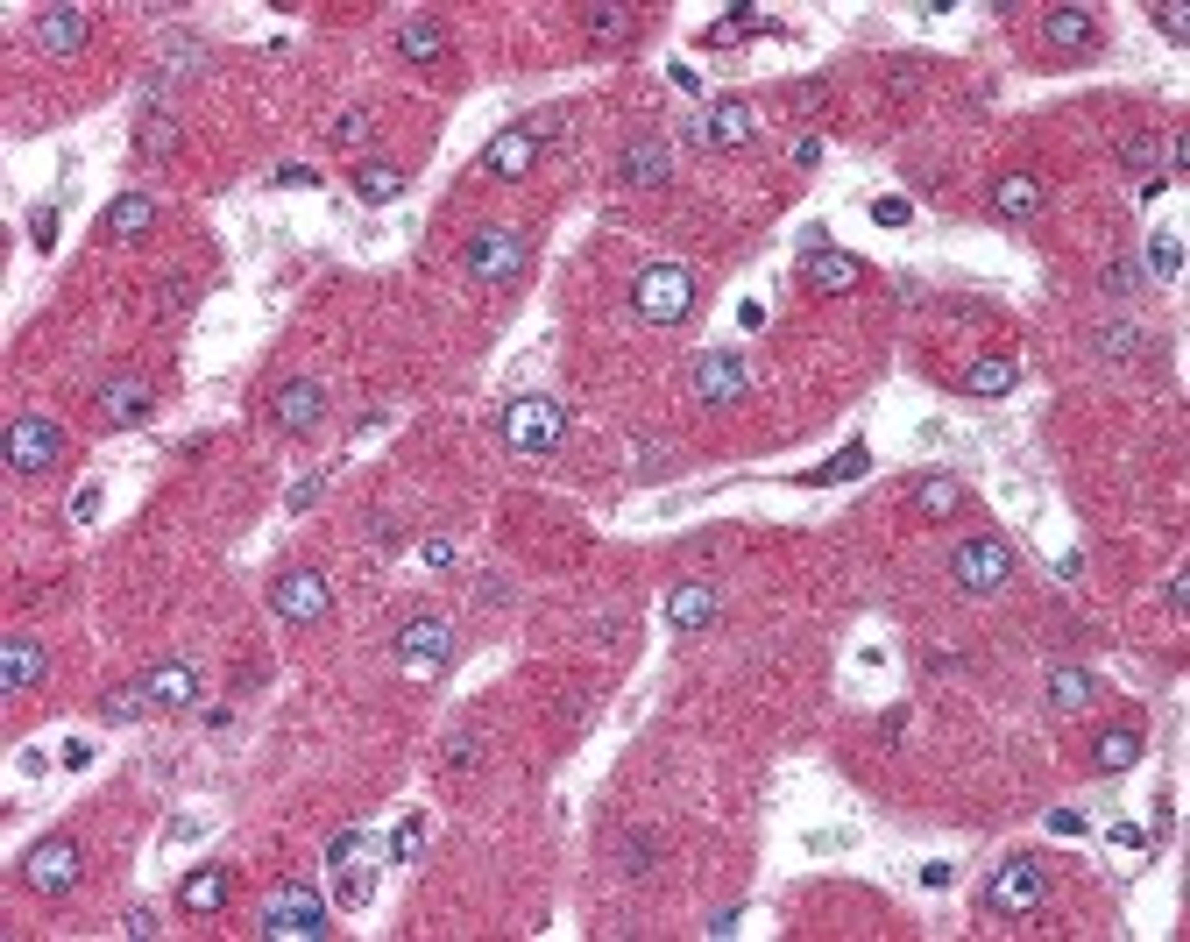 Immunohistochemistry staining of MARCH4 in liver tissue using MARCH4 Antibody.