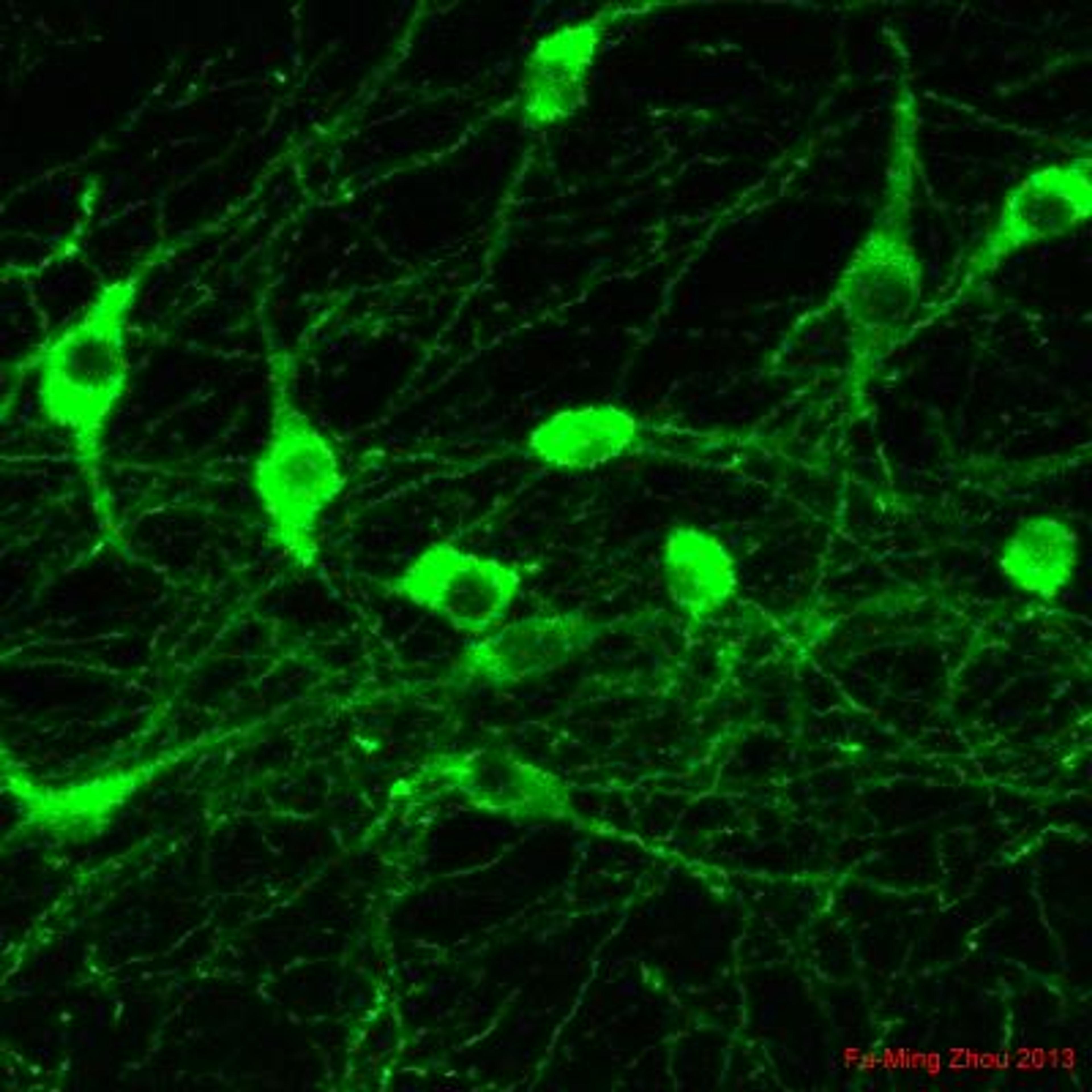 Immunocytochemistry/Immunofluorescence: Tyrosine Hydroxylase Antibody [NB300-109] - Dopamine neurons in the mouse substantia nigra. Image from confirmed customer review.