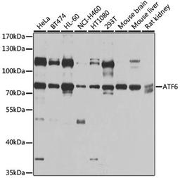 Western blot - ATF6 antibody (A0202)