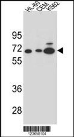 Western blot analysis in HL-60,CEM and K562 cell line lysates (35ug/lane).