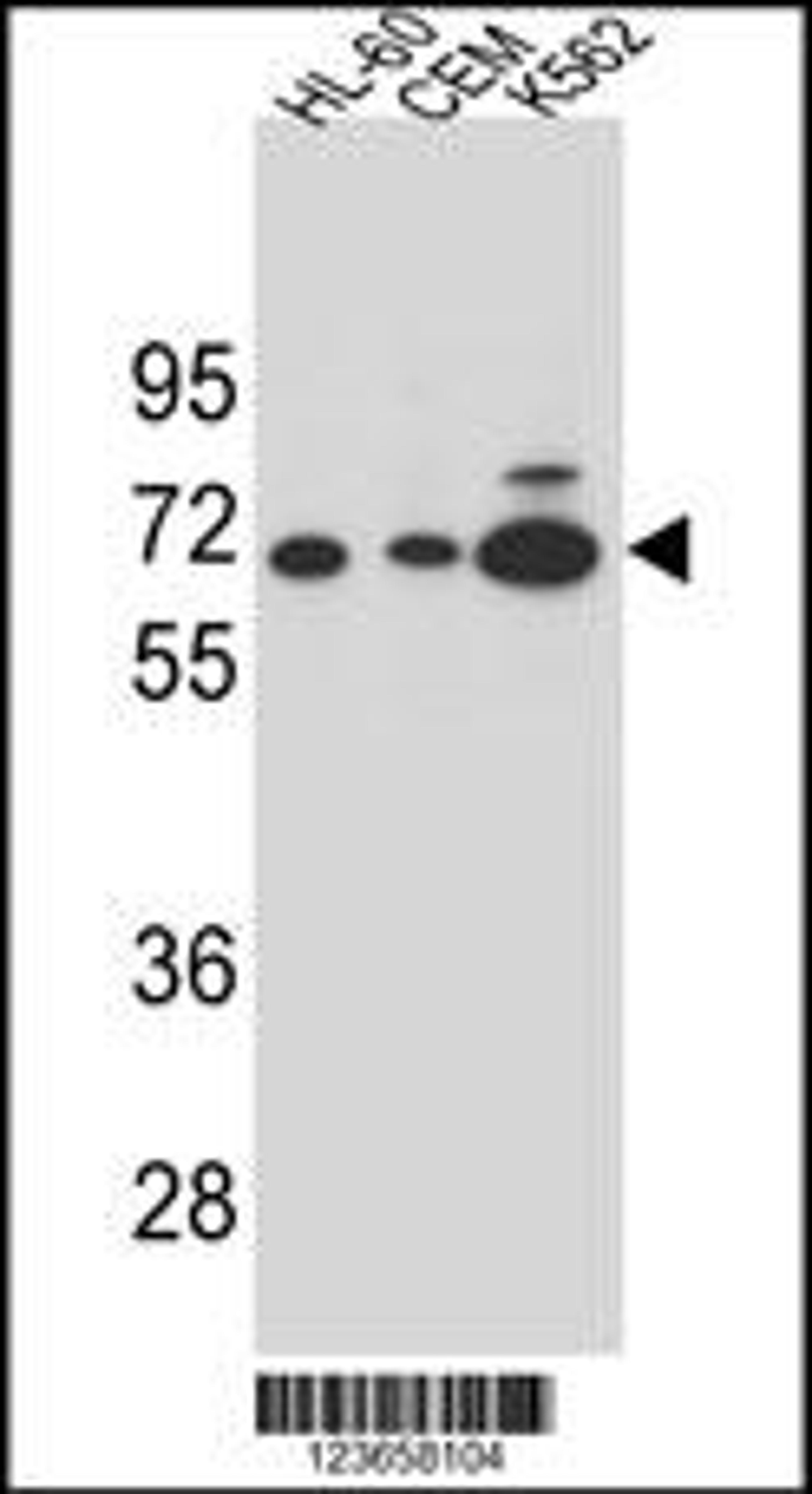 Western blot analysis in HL-60,CEM and K562 cell line lysates (35ug/lane).