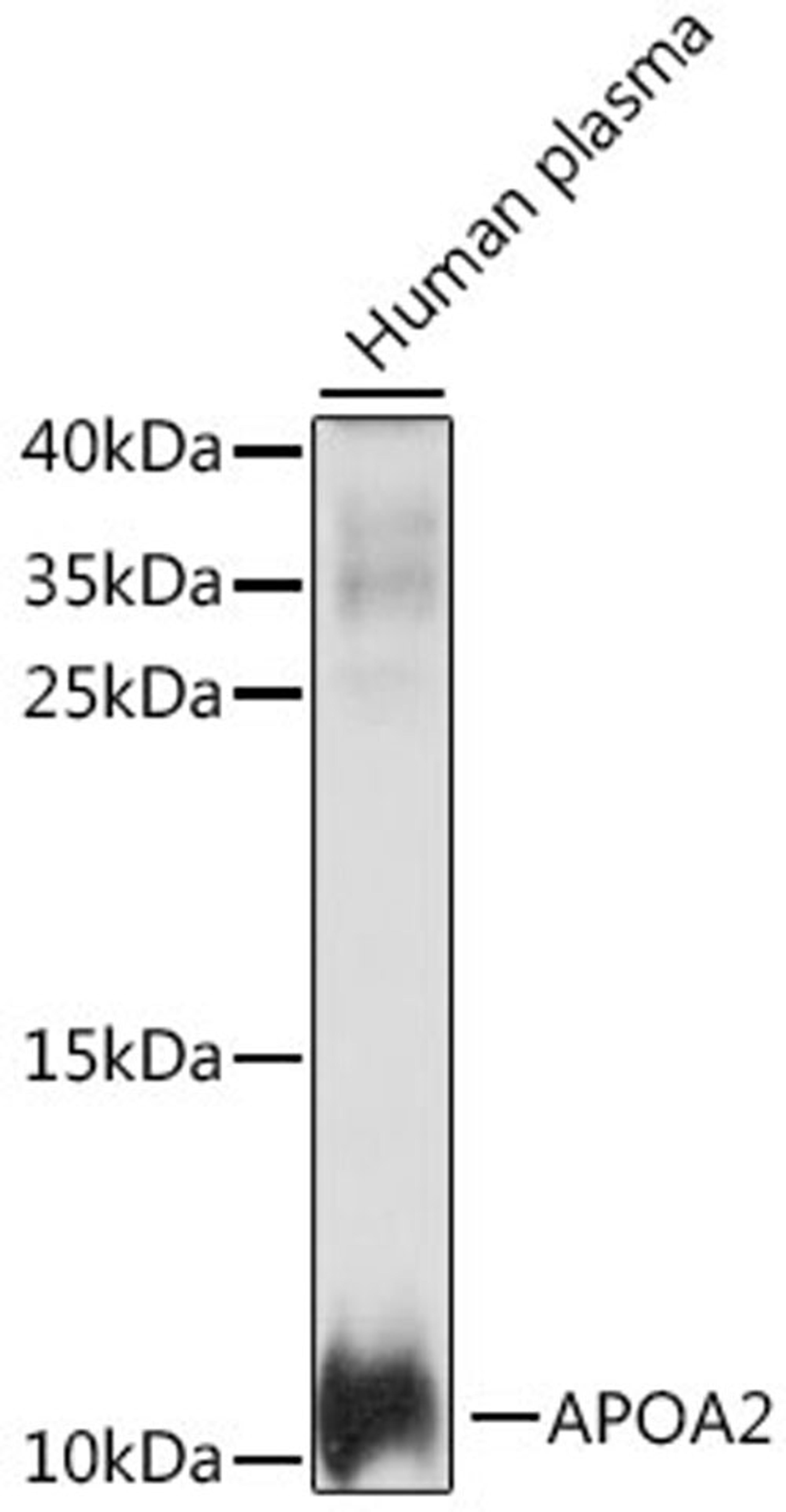 Western blot - APOA2 antibody (A14690)