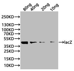 Western Blot. Positive WB detected in: recombinant protein. All lanes:lacZ Antibody at 1:1000. Secondary. Goat polyclonal to rabbit IgG at 1/20000 dilution. Predicted band size: 37.7 kDa. Observed band size: 45 kDa. 