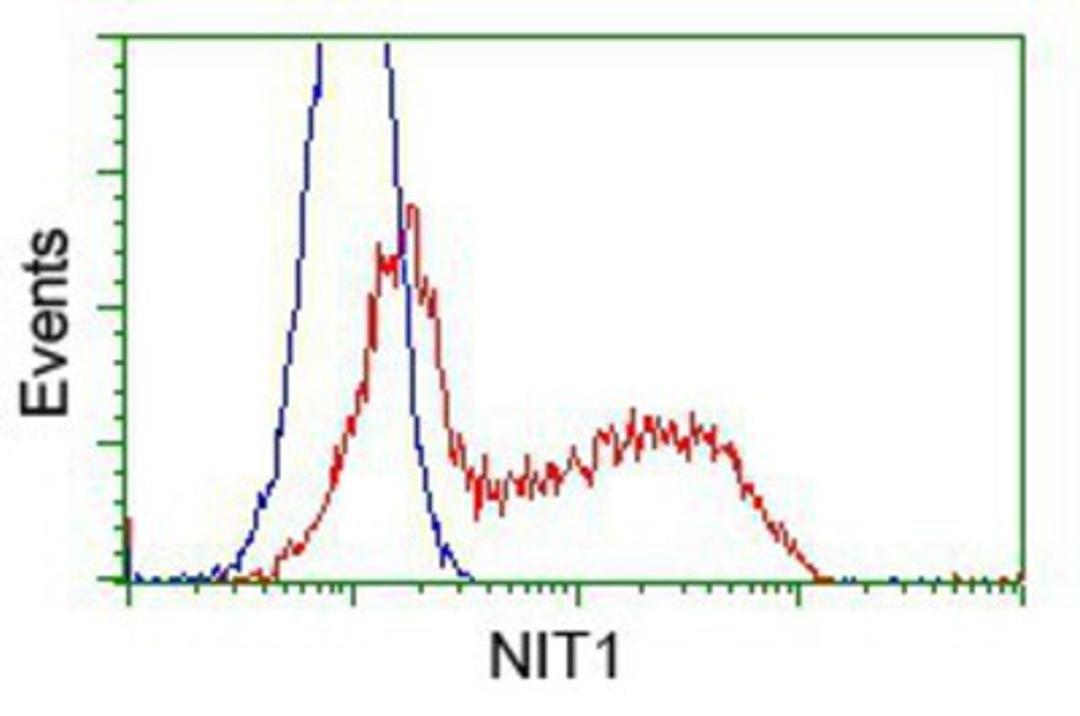 Flow Cytometry: Nitrilase 1 Antibody (3A11) [NBP2-02462] - HEK293T cells transfected with either pCMV6-ENTRY Nitrilase 1.(Red) or empty vector control plasmid (Blue) were immunostained with anti-Nitrilase 1 mouse monoclonal, and then analyzed by flow cytometry.