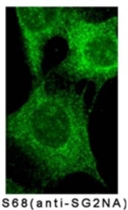 Immunocytochemistry/Immunofluorescence: SG2NA Antibody (S68) [NB110-74572] - Immunofluorescent staining of NIH3T3 cells using NB110-74572.