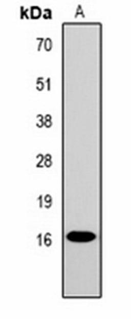 Western blot analysis of  Hela (Lane1) whole cell lysates using Histone H1 (Phospho-T4) antibody