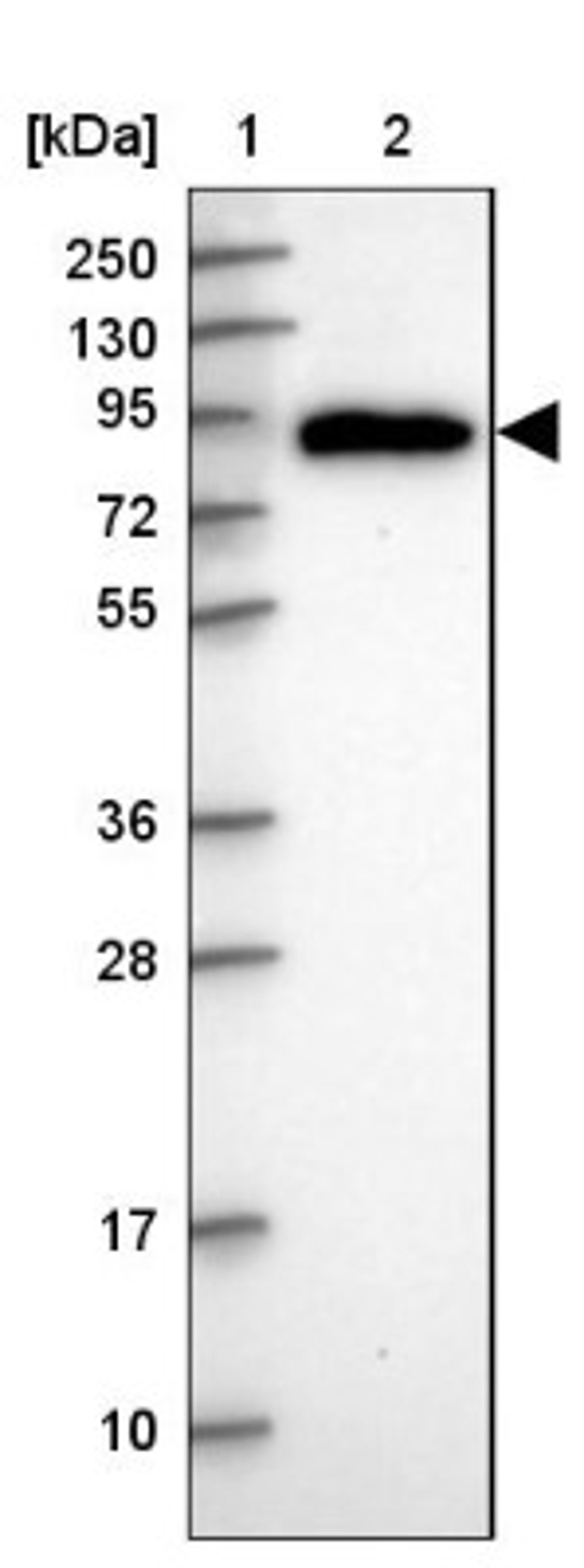 Western Blot: PDXDC1 Antibody [NBP2-47336] - Lane 1: Marker [kDa] 250, 130, 95, 72, 55, 36, 28, 17, 10.  Lane 2: Human cell line RT-4.