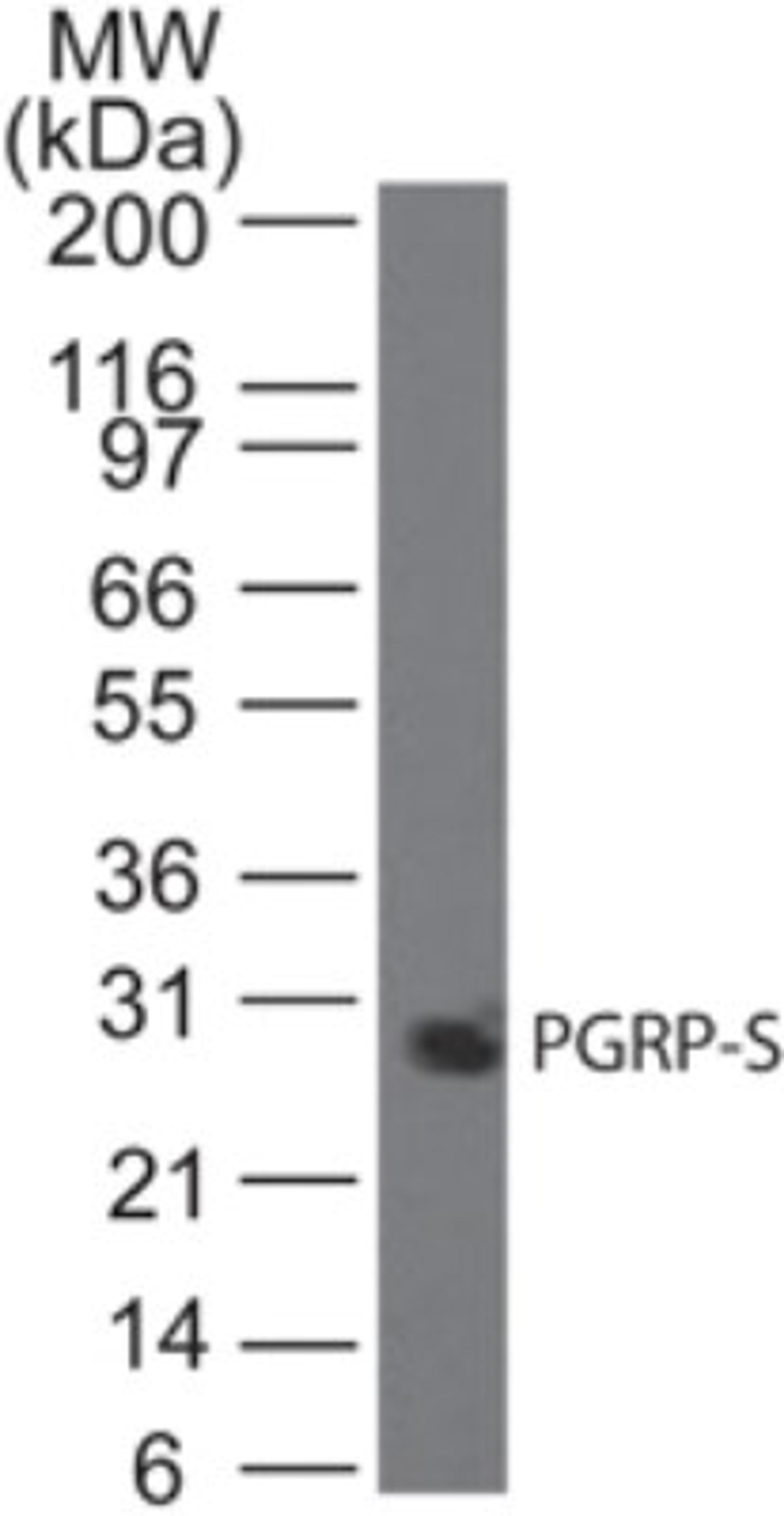 Western Blot: PGRP Antibody (188C424) [NB100-56719] - Analysis using PGRP-S antibody. Lysate from human Jurkat cells probed with PGRP-S antibody at 2 ug/ml.