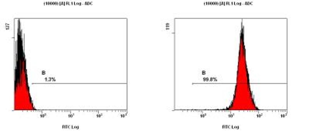 Flow Cytometry: TERT Antibody (2D8) [NB100-297] - Telomerase reverse transcriptase Antibody (2D8) [NB100-297] - Staining of NTERA-2 cells using NB100-297 at a 1:200 dilution detected using Dylight-488 conjugated goat anti-mouse IgM secondary antibody.