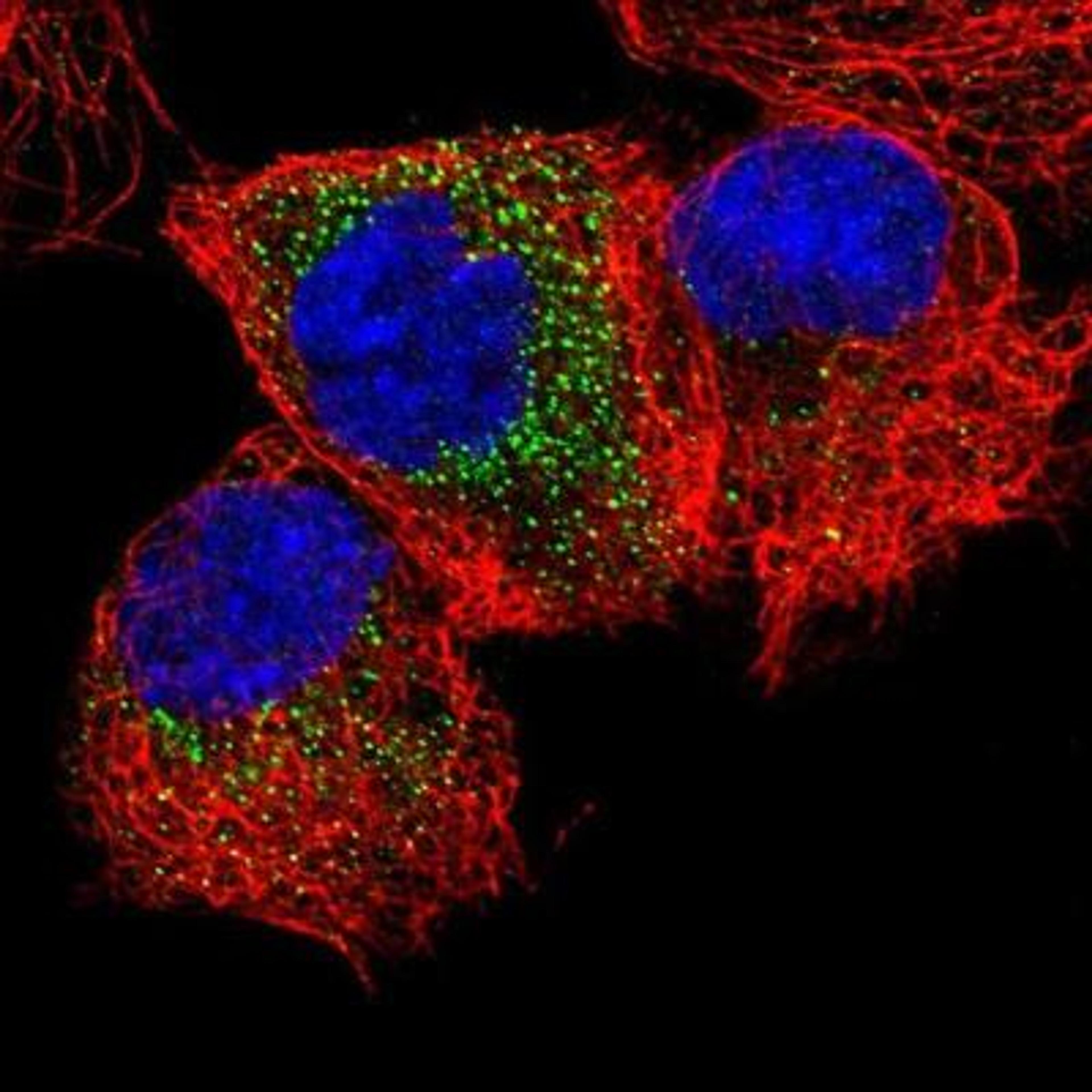 Immunocytochemistry/Immunofluorescence: MEA-1 Antibody [NBP1-81245] -  Staining of human cell line A-431 shows positivity in cytoplasm.