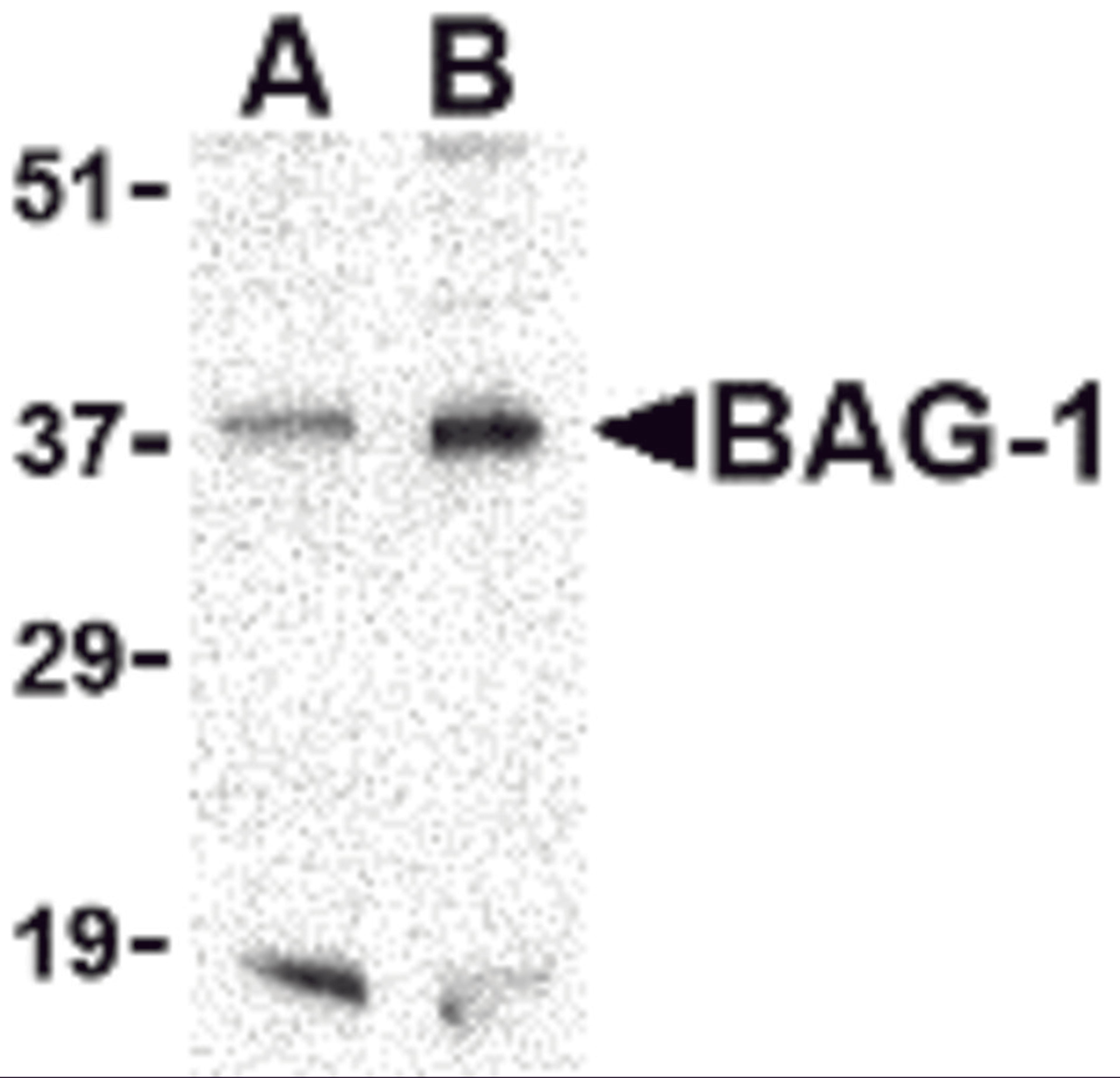 Western blot analysis of BAG-1 in PC-3 cell lysate with BAG-1 antibody at (A) 1 and (B) 2 μg/mL.