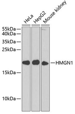 Western blot - HMGN1 antibody (A6155)