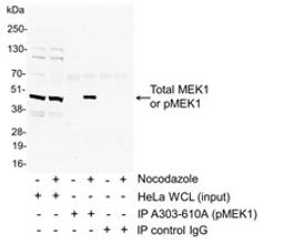 Detection of human Phospho-MEK1 (T286) by immunoprecipitation (IP).