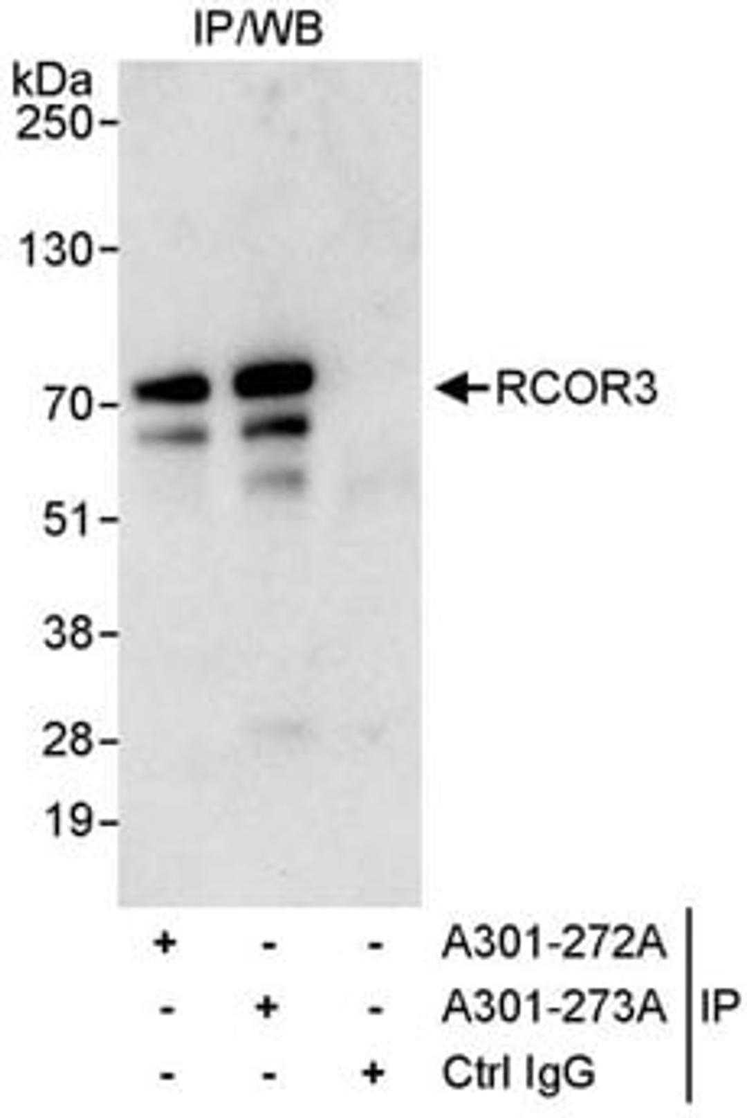 Detection of human RCOR3 by western blot of immunoprecipitates.