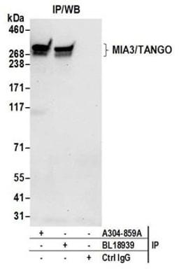 Detection of human MIA3/TANGO by western blot of immunoprecipitates.