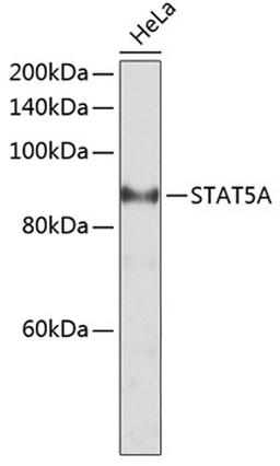 Western blot - STAT5A antibody (A7733)