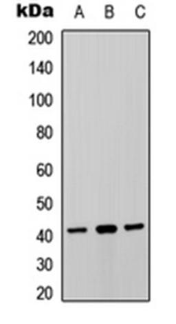 Western blot analysis of HuvEc (Lane 1), rat brain (Lane 2), rat heart (Lane 3) whole cell lysates using P2Y8 antibody