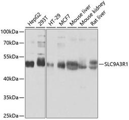 Western blot - SLC9A3R1 antibody (A0146)