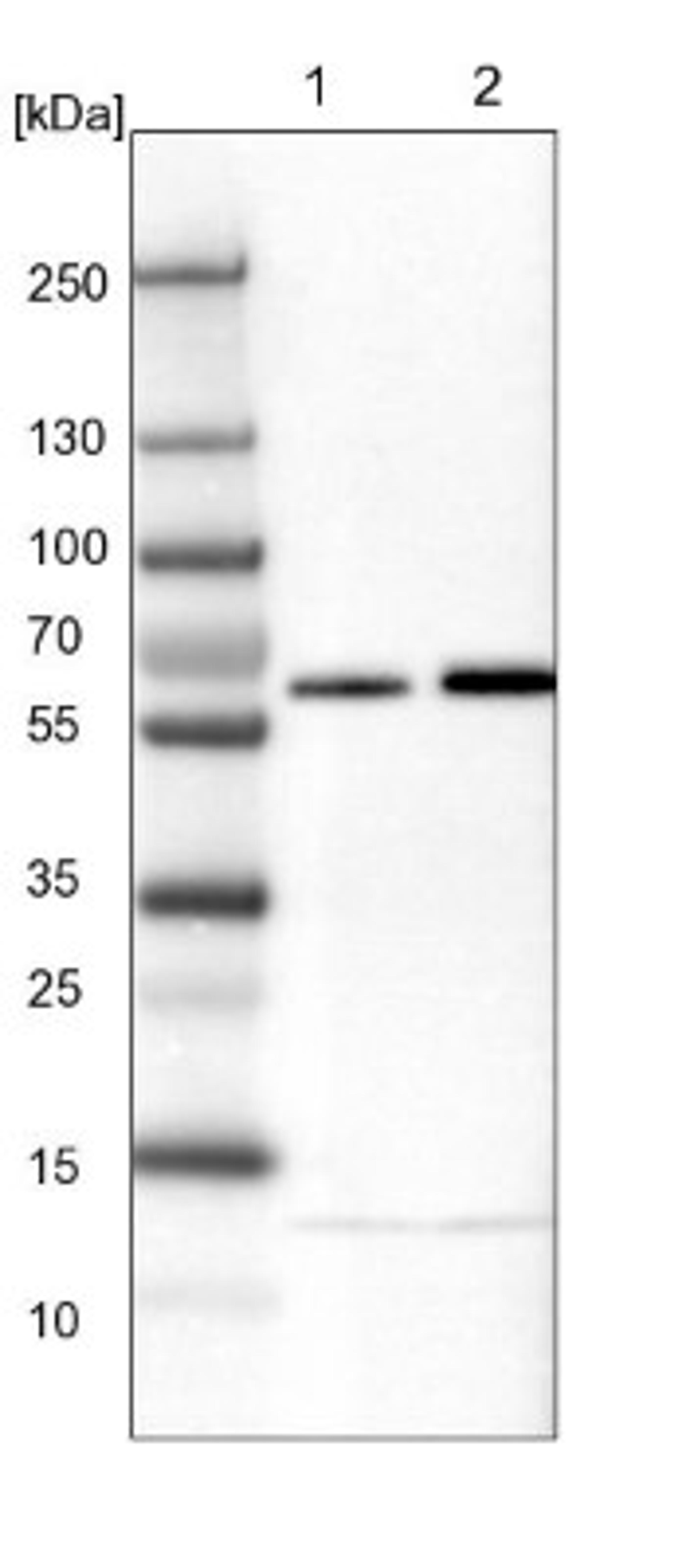 Western Blot: NIPA Antibody [NBP1-82564] - Lane 1: NIH-3T3 cell lysate (Mouse embryonic fibroblast cells)<br/>Lane 2: NBT-II cell lysate (Rat Wistar bladder tumour cells)