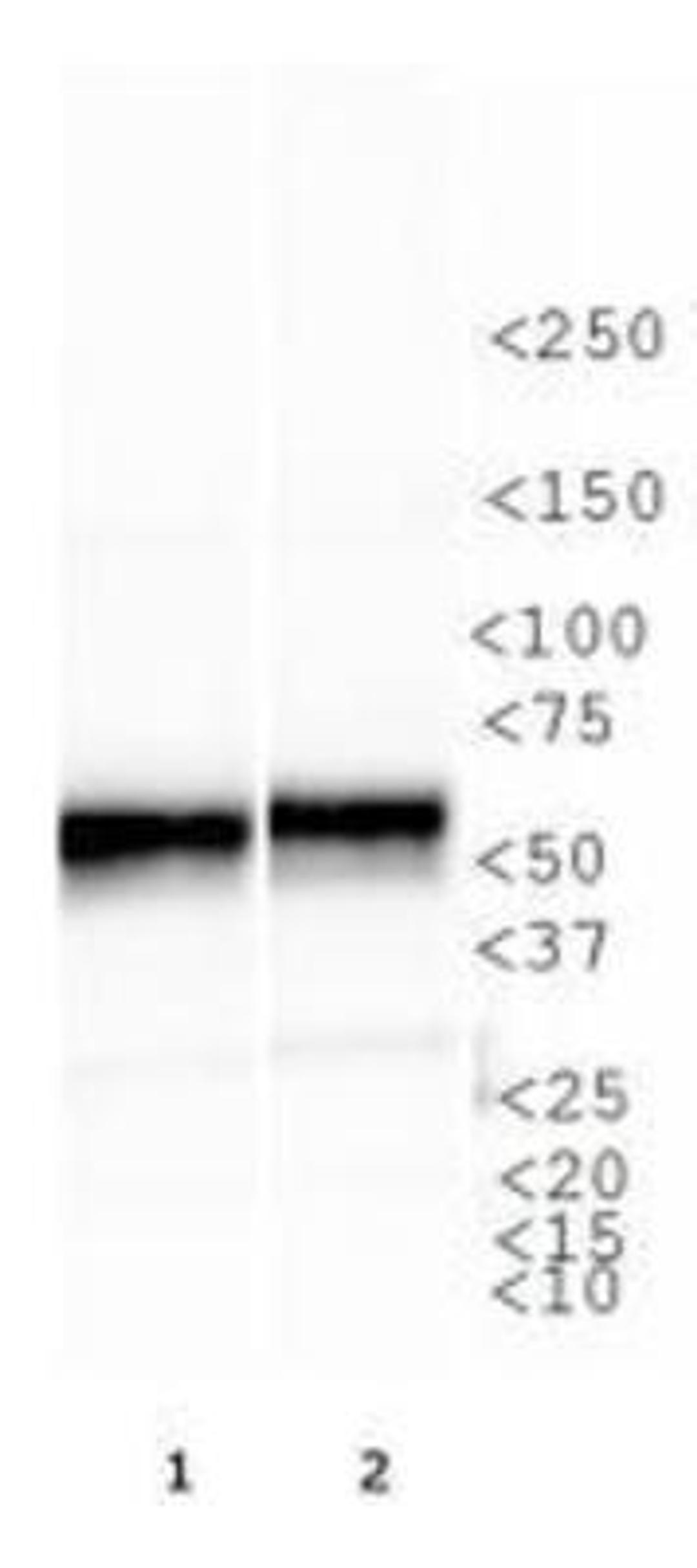 Western Blot: NFkB p65 Antibody [NBP1-96139] - WB analysis of NFkB p65 in: 1. NIH 3T3 cell lysate and 2. Cos7 cell lysate.