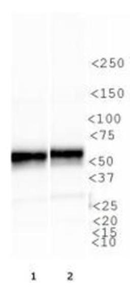 Western Blot: NFkB p65 Antibody [NBP1-96139] - WB analysis of NFkB p65 in: 1. NIH 3T3 cell lysate and 2. Cos7 cell lysate.