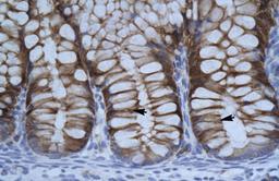 Antibody used in IHC on Human Intestine.