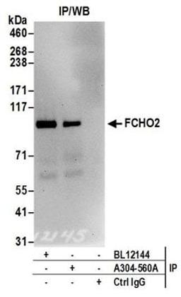 Detection of human FCHO2 by western blot of immunoprecipitates.