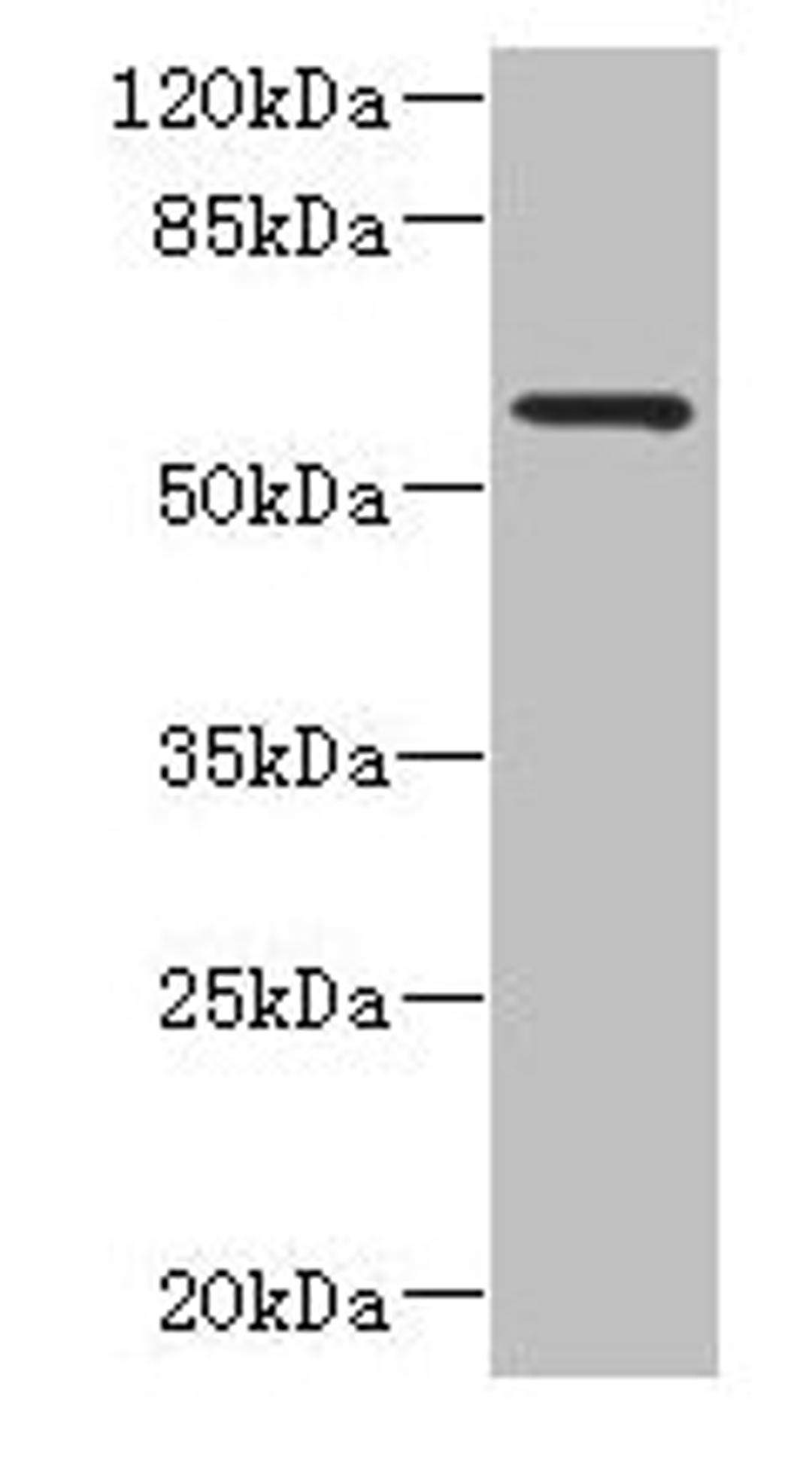 Western blot. All lanes: FCRL4 antibody at 6µg/ml + 293T whole cell lysate. Secondary. Goat polyclonal to rabbit IgG at 1/10000 dilution. Predicted band size: 58, 57 kDa. Observed band size: 58 kDa