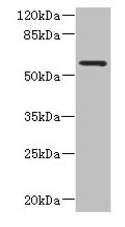 Western blot. All lanes: FCRL4 antibody at 6µg/ml + 293T whole cell lysate. Secondary. Goat polyclonal to rabbit IgG at 1/10000 dilution. Predicted band size: 58, 57 kDa. Observed band size: 58 kDa