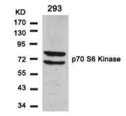 Western blot analysis of lysed extracts from 293 cells using p70 S6 Kinase (Ab-411).