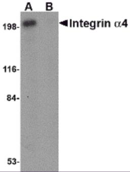 Western blot analysis of Integrin alpha 4 in Jurkat cell lysate with Integrin alpha 4 antibody at 1 &#956;g/mL in (A) the absence and (B) the presence of blocking peptide.