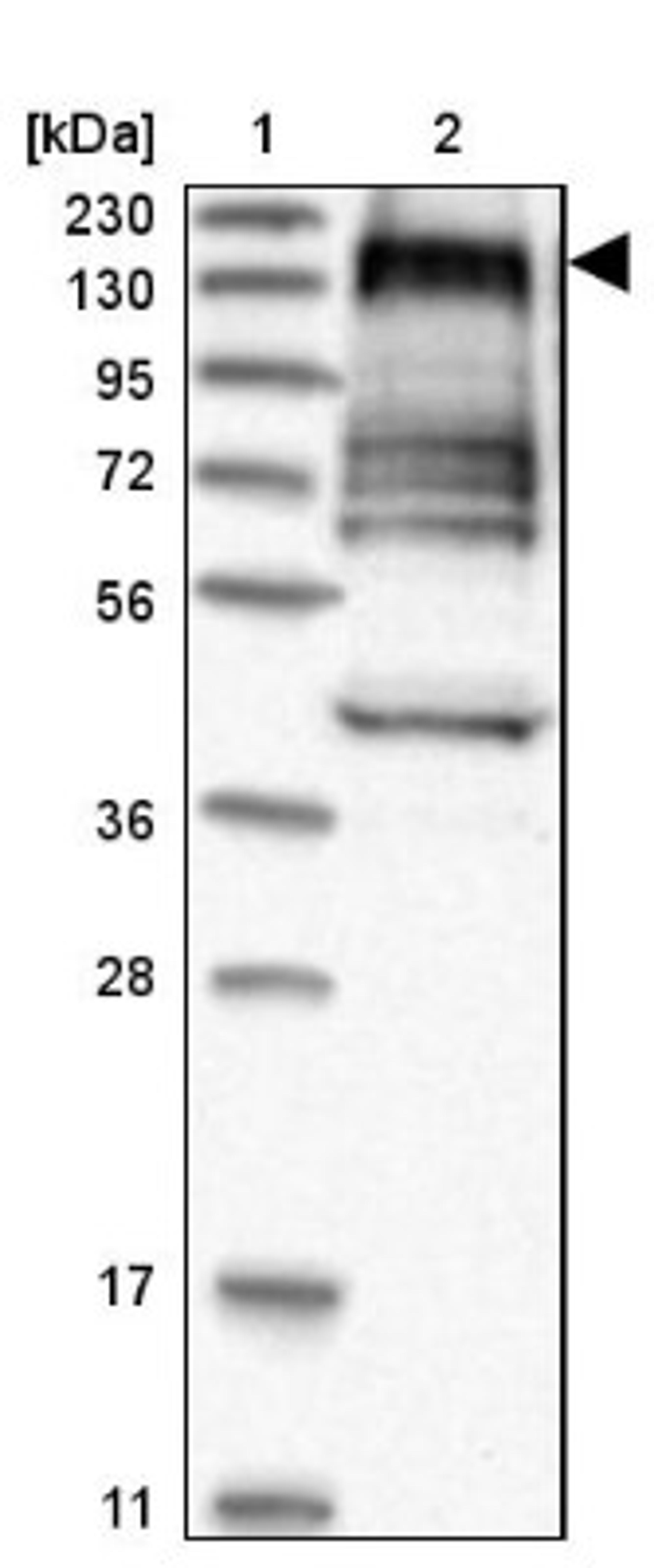 Western Blot: AF6/Afadin Antibody [NBP1-90219] - Lane 1: Marker [kDa] 230, 130, 95, 72, 56, 36, 28, 17, 11<br/>Lane 2: Human cell line RT-4