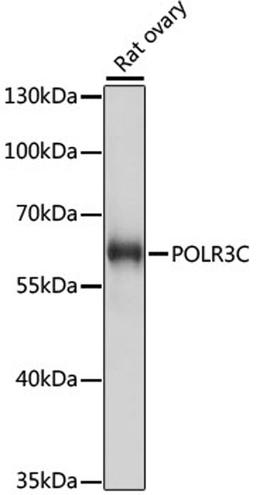 Western blot - POLR3C antibody (A15784)