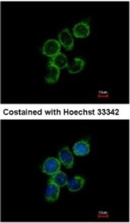 Immunocytochemistry/Immunofluorescence: GAS2L1 Antibody [NBP1-32310] - Analysis of methanol-fixed A431, using antibody at 1:500 dilution.