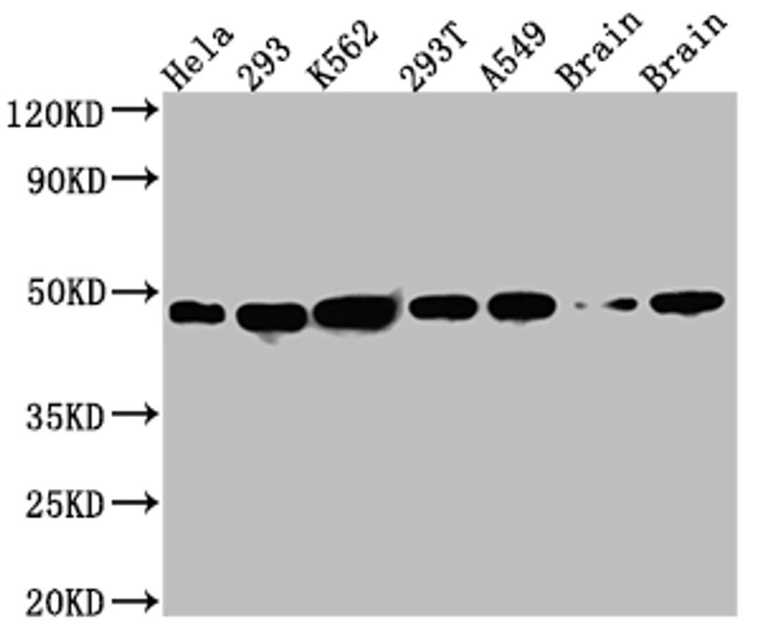 Western Blot. Positive WB detected in: Hela whole cell lysate, 293 whole cell lysate, K562 whole cell lysate, 293T whole cell lysate, A549 whole cell lysate, Rat Brain whole cell lysate, Mouse Brain whole cell lysate. All lanes: NUDC antibody at 1:1000. Secondary. Goat polyclonal to rabbit IgG at 1/50000 dilution. Predicted band size: 39 kDa. Observed band size: 45 kDa. 