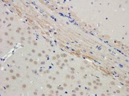 Immunohistochemical staining of paraffin embedded mouse brain tissue using Filaggrin antibody (2.5 ug/ml)