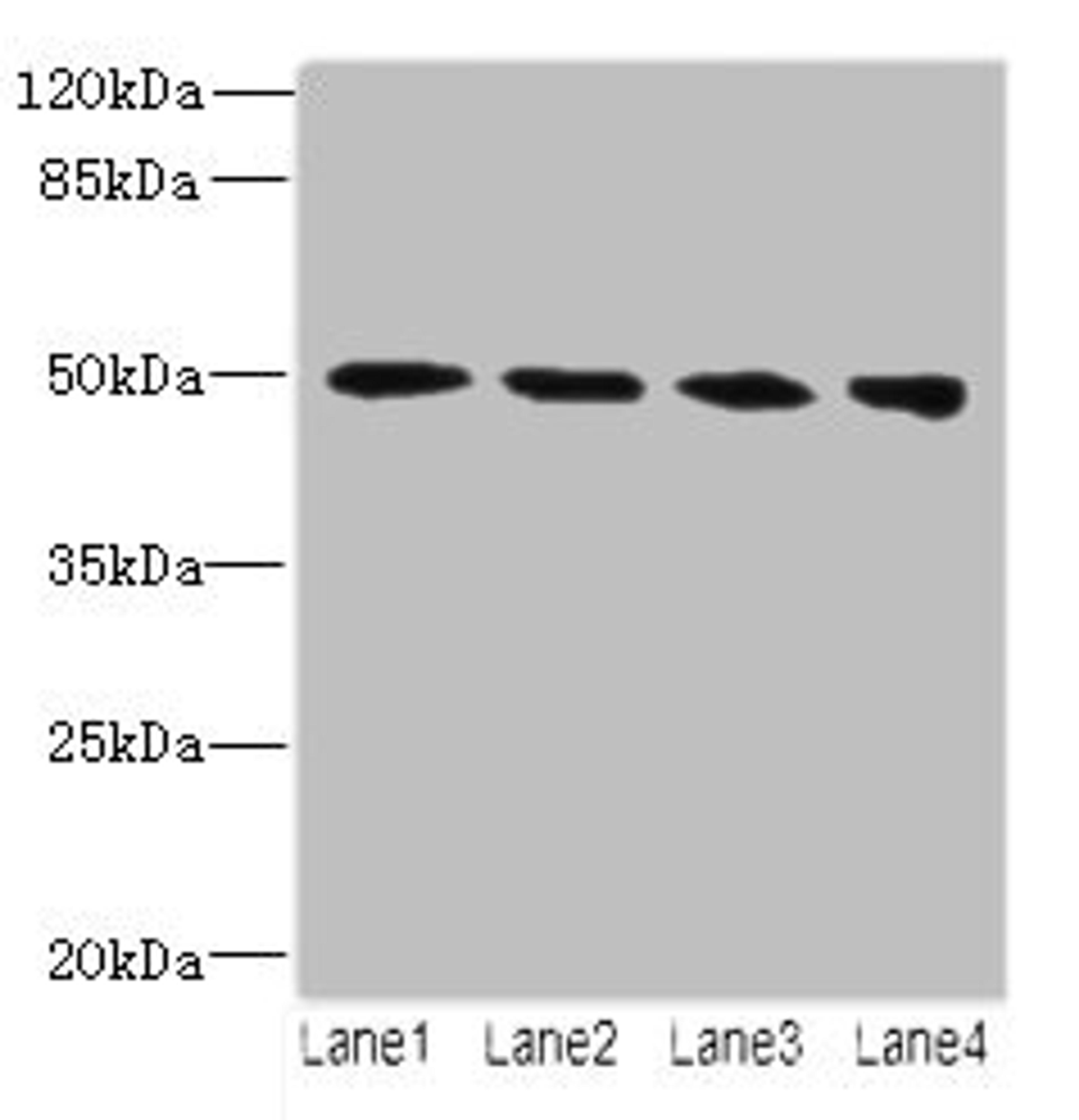 Western blot. All lanes: TUBB2A antibody at 14µg/ml. Lane 1: MCF-7 whole cell lysate. Lane 2: Hela whole cell lysate. Lane 3: HepG2 whole cell lysate. Lane 4: MDA-MB-231 whole cell lysate. Secondary. Goat polyclonal to rabbit IgG at 1/10000 dilution. Predicted band size: 50 kDa. Observed band size: 50 kDa