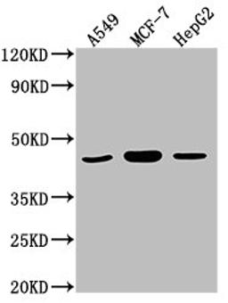 Western Blot. Positive WB detected in: A549 whole cell lysate, MCF-7 whole cell lysate, HepG2 whole cell lysate. All lanes: MAPK14 antibody at 1:2000. Secondary. Goat polyclonal to rabbit IgG at 1/50000 dilution. Predicted band size: 42, 35, 36, 30 kDa. Observed band size: 42 kDa