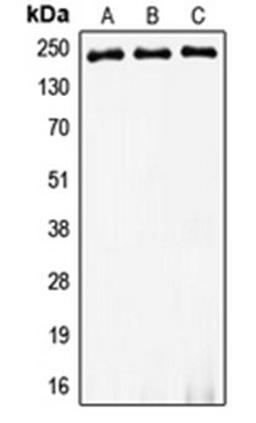 Western blot analysis of HeLa (Lane 1), SP2/0 (Lane 2), PC12 (Lane 3) whole cell lysates using MYH8 antibody