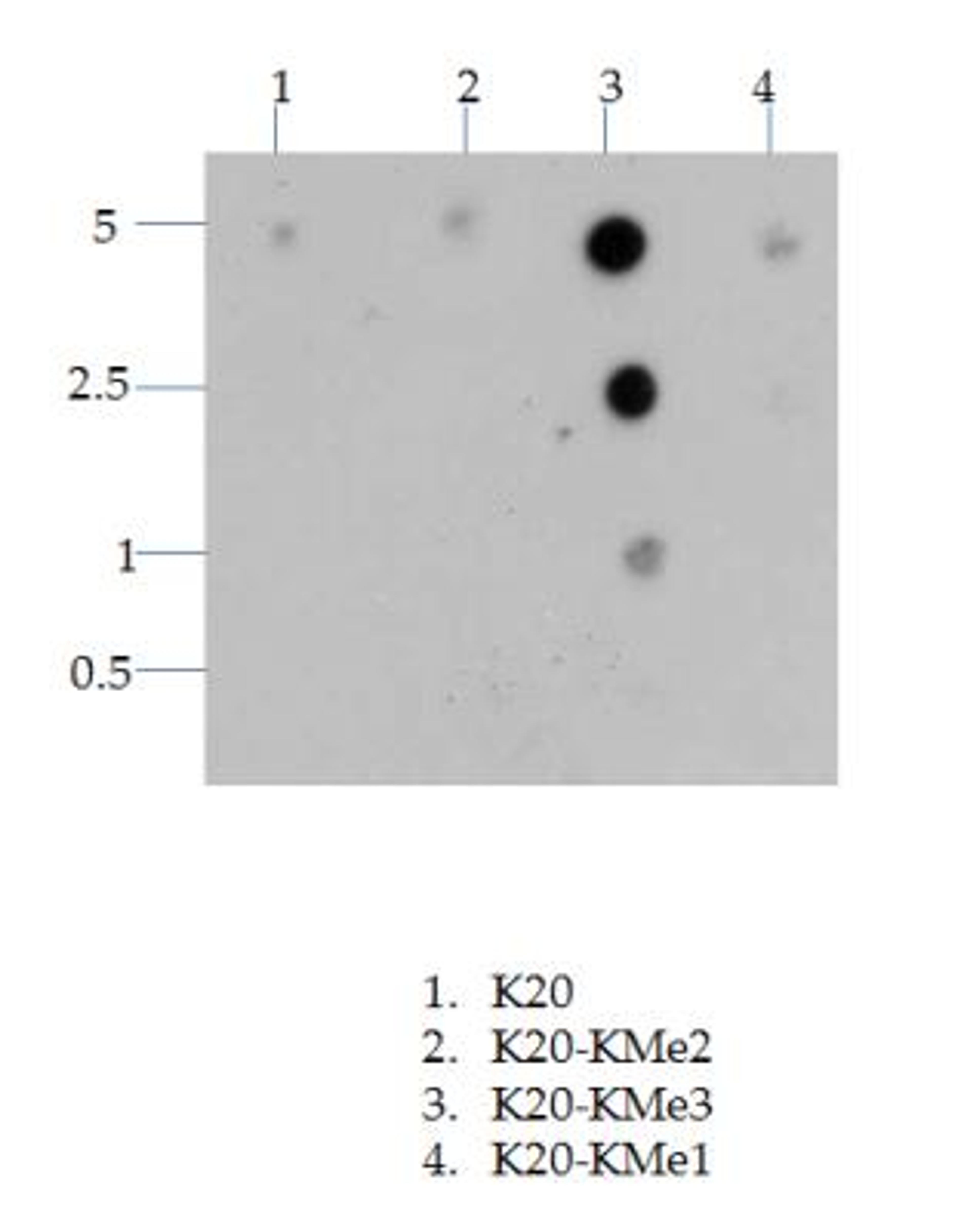 Dot Blot: Histone H4 [Trimethyl Lys20] Antibody [NB21-2090] - Dot blot analysis of Histone H4 K20me3 in picomoles of peptide.