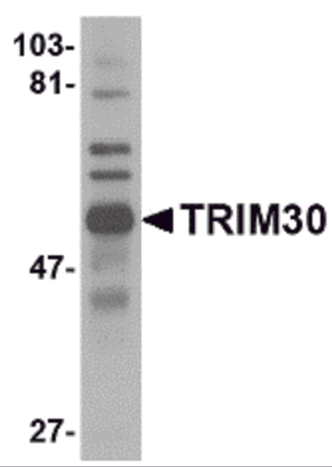Western blot analysis of TRIM30 in mouse spleen tissue lysate with TRIM30 antibody at 1 μg/mL.