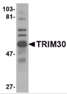 Western blot analysis of TRIM30 in mouse spleen tissue lysate with TRIM30 antibody at 1 μg/mL.