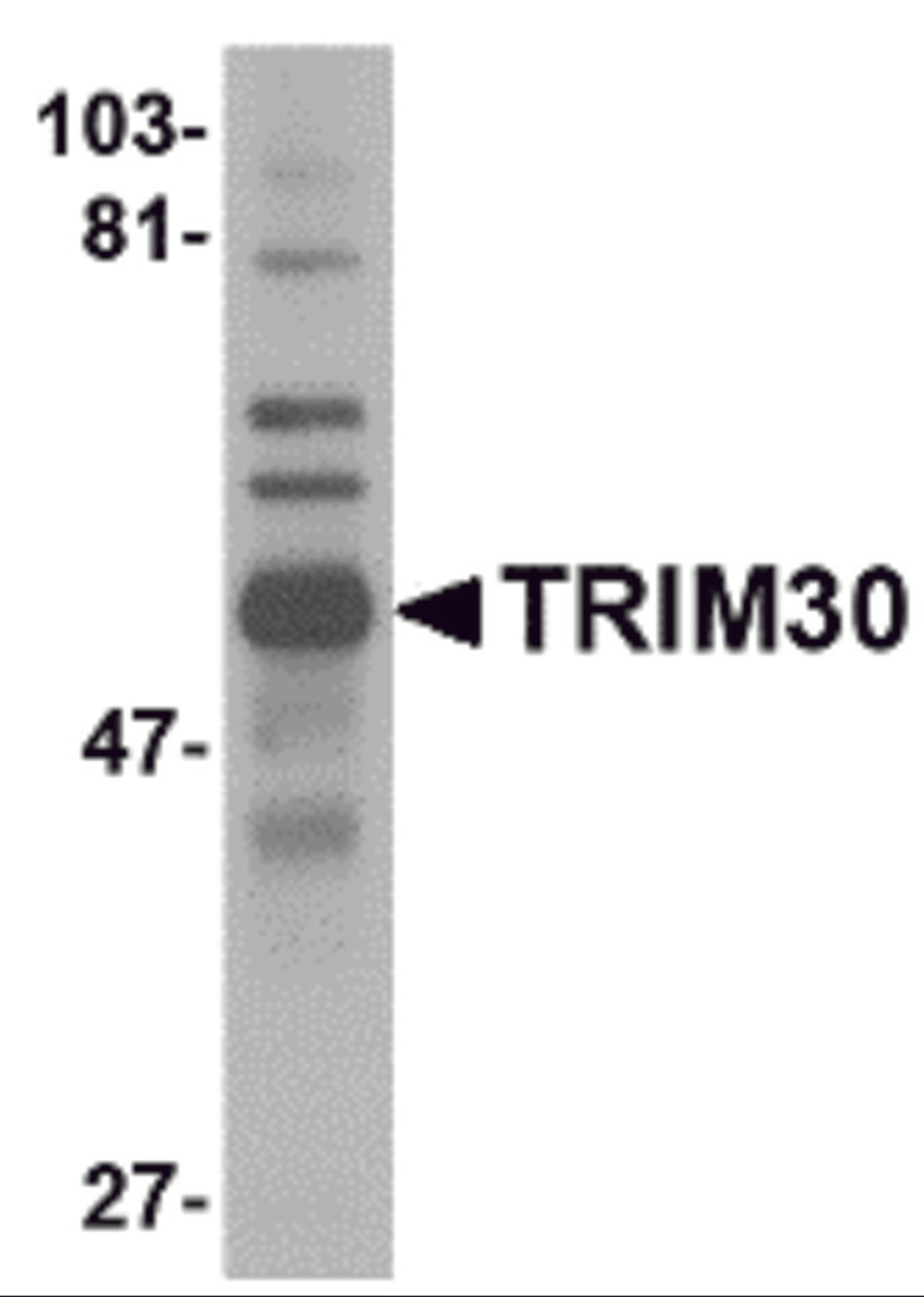 Western blot analysis of TRIM30 in mouse spleen tissue lysate with TRIM30 antibody at 1 μg/mL.
