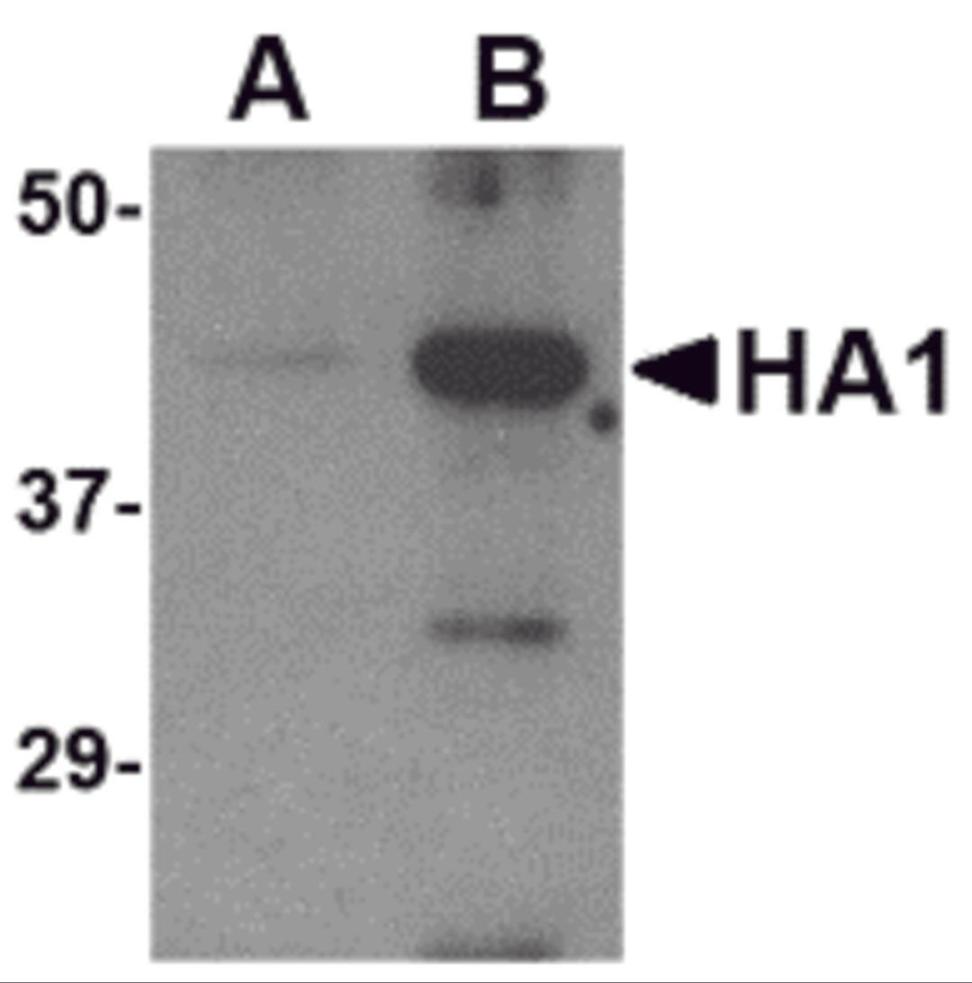 Western blot analysis of (A) 5 ng and (B) 25 ng of recombinant HA1 with Avian Influenza Hemagglutinin antibody at 1 &#956;g/mL.