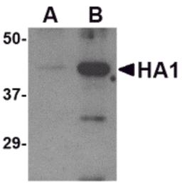 Western blot analysis of (A) 5 ng and (B) 25 ng of recombinant HA1 with Avian Influenza Hemagglutinin antibody at 1 μg/mL.