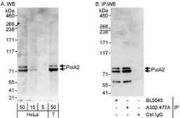 Detection of human PolA2 by western blot and immunoprecipitation.