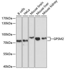 Western blot - GPSM2 antibody (A10553)