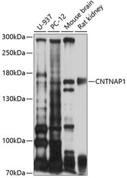 Western blot - CNTNAP1 antibody (A10058)